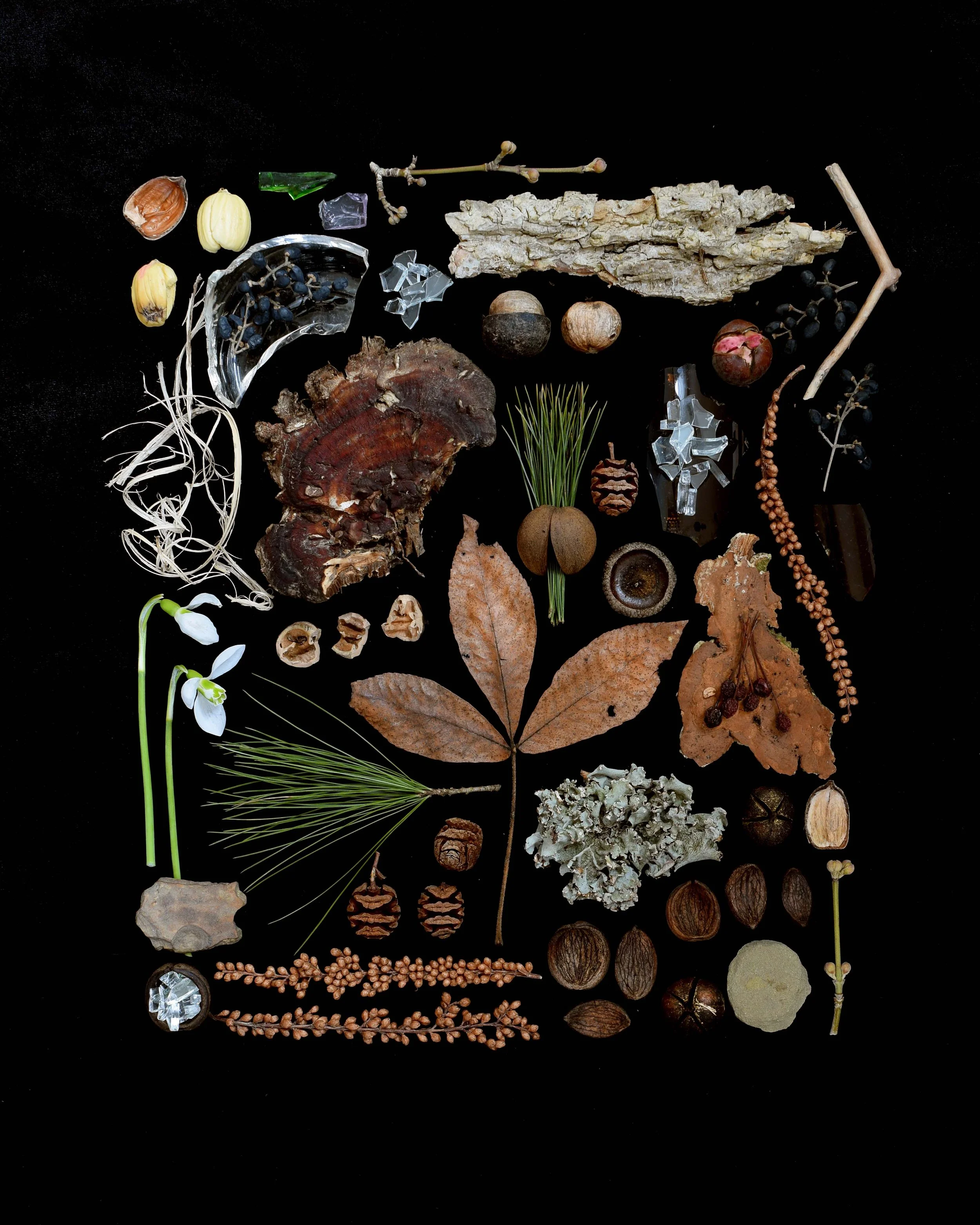 Carya Cornell Low Res.jpg