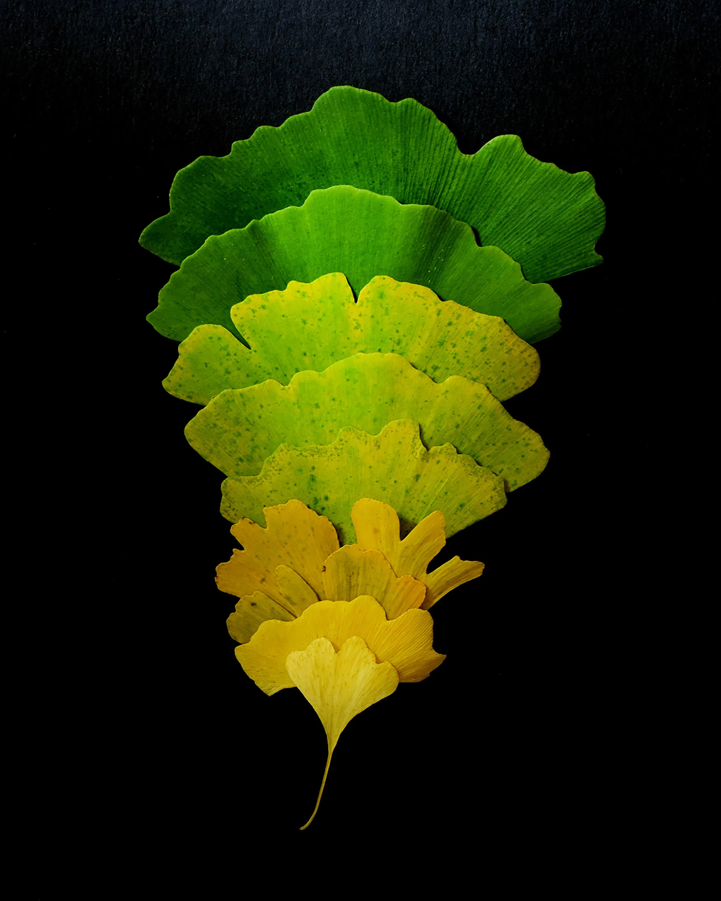 Ombre Ginkgo.jpg
