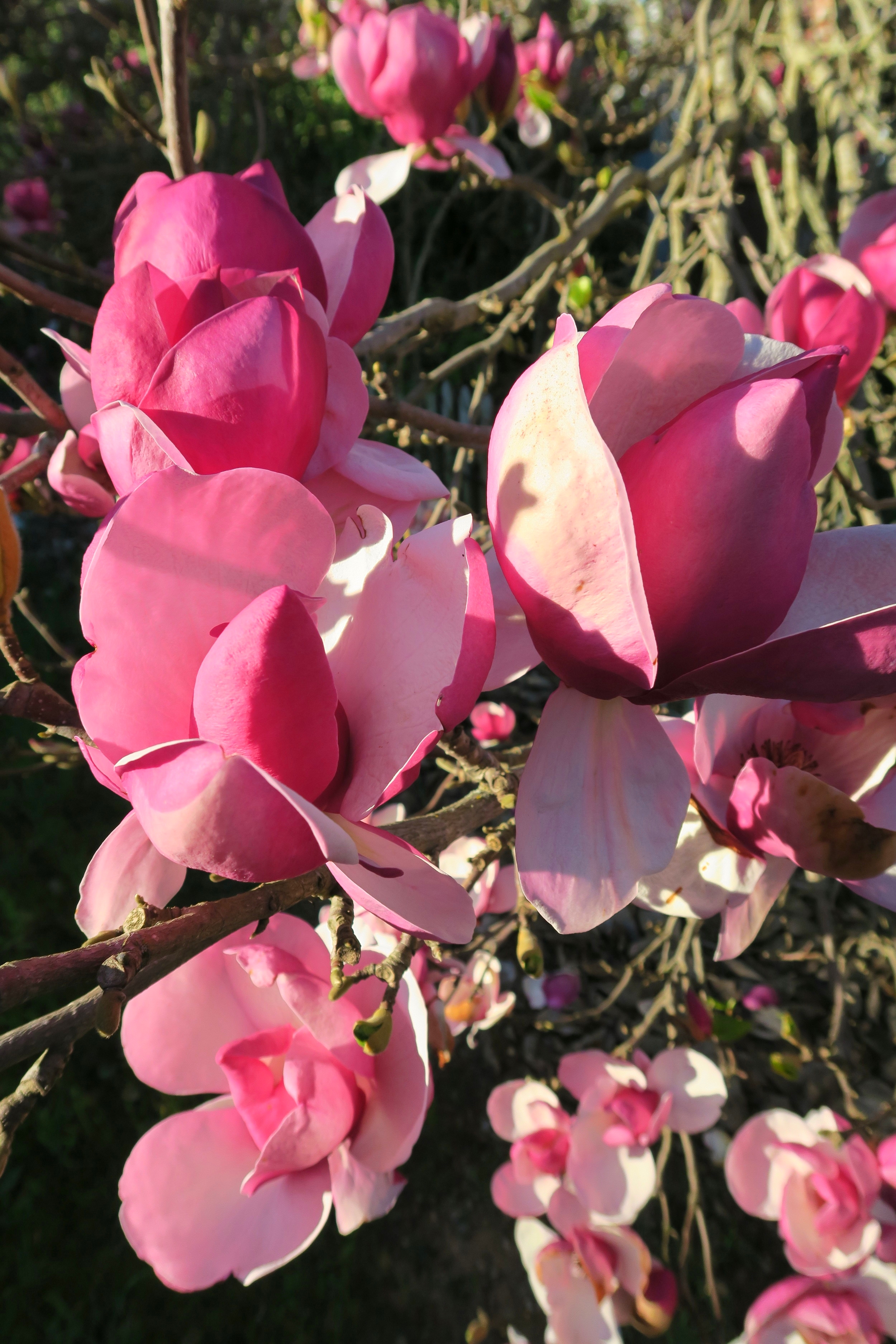 Room for Blooming