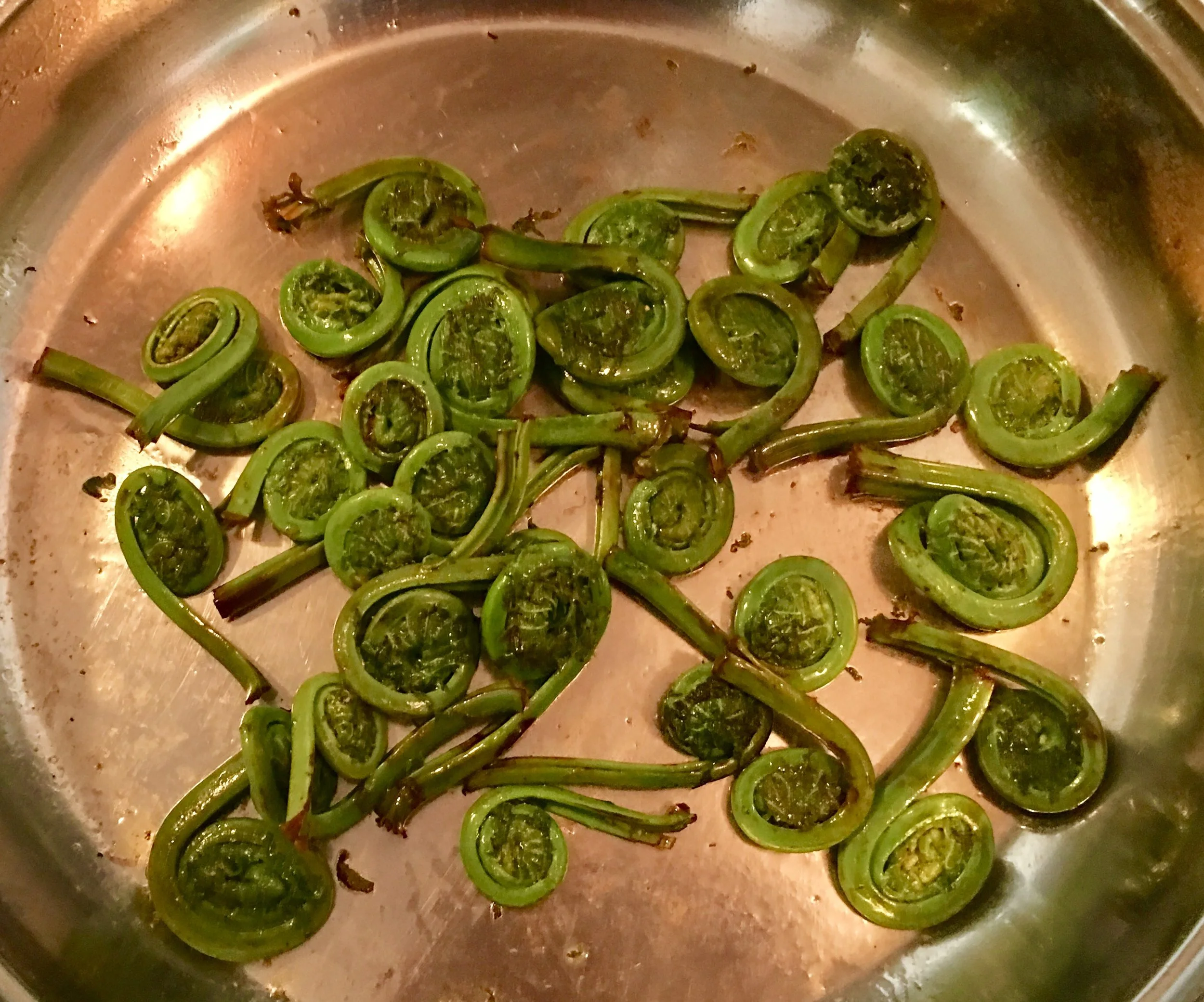 Fiddlehead Ferns