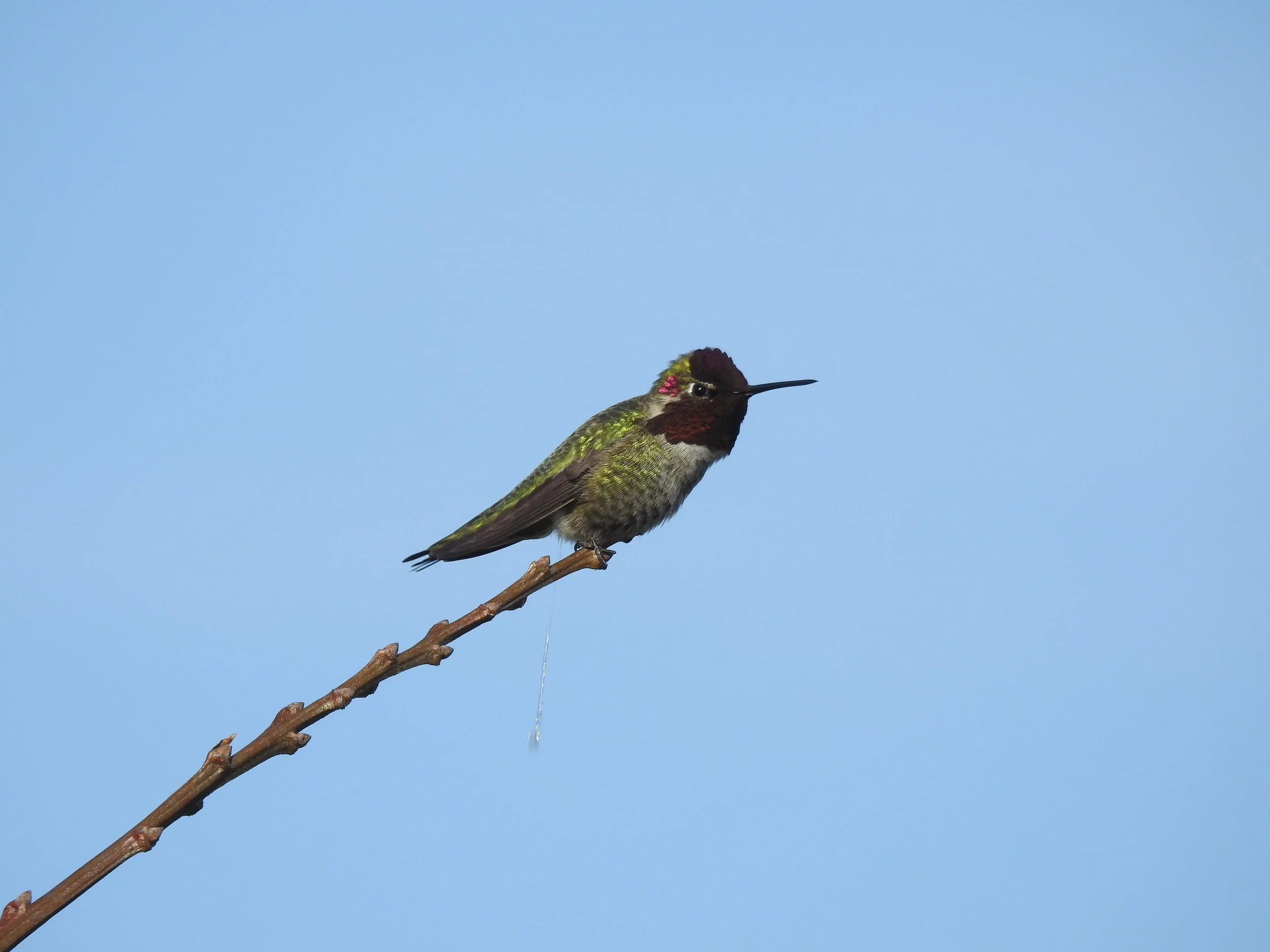 A Little Surprise: Hummingbird, Novato, California, 2017