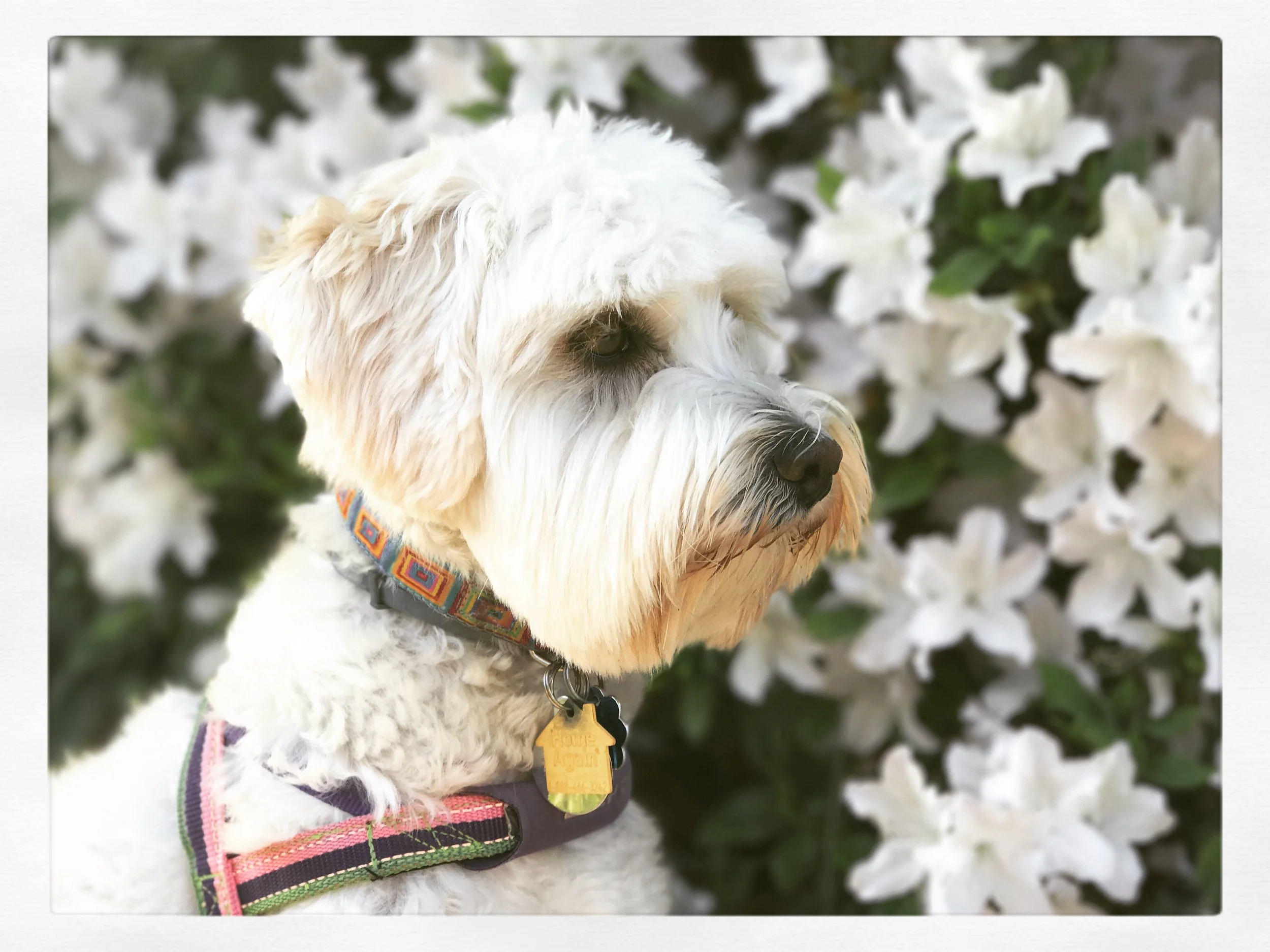 Being with Love: Travels with Allie