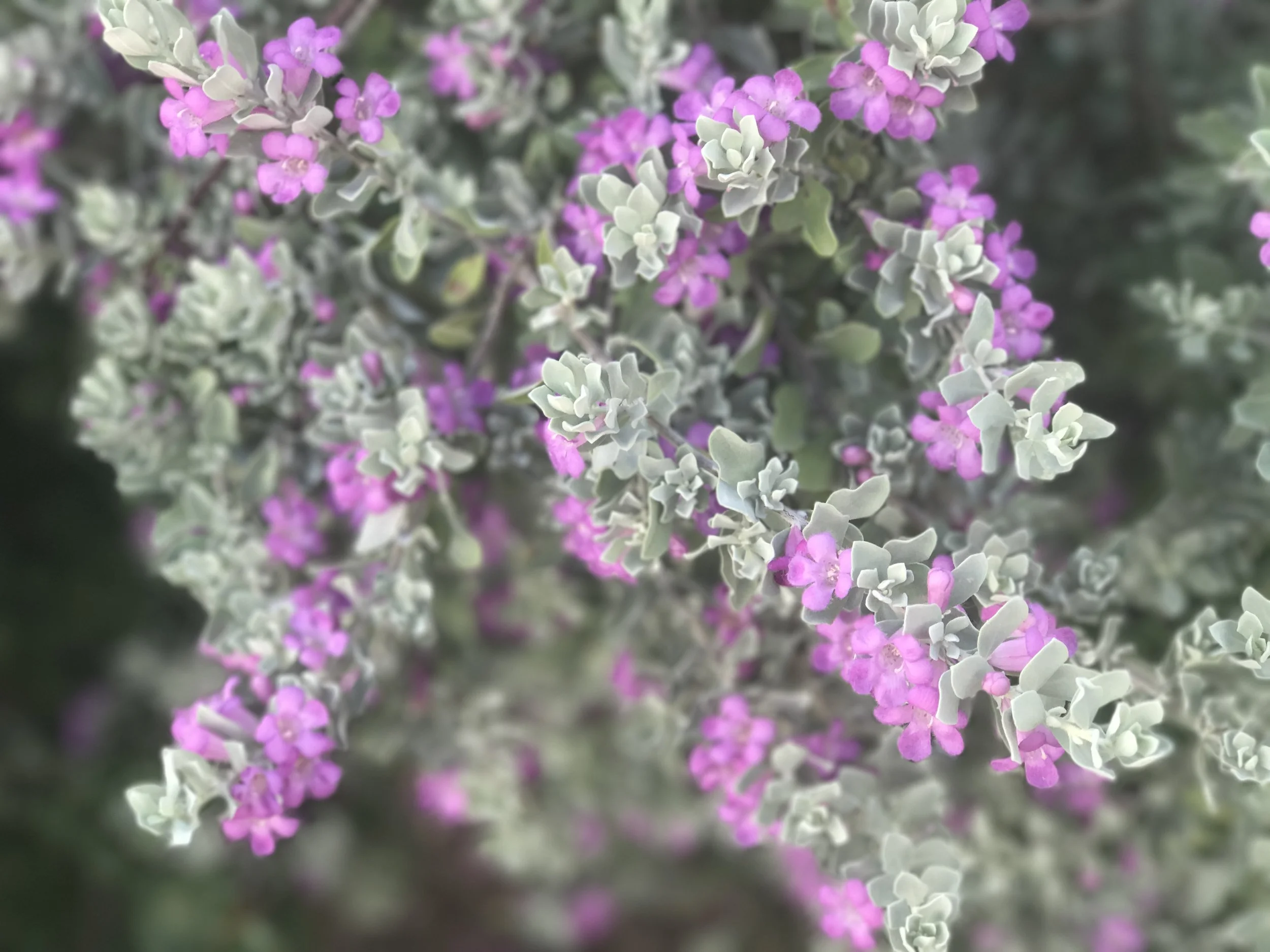 Beauty Where You Find It