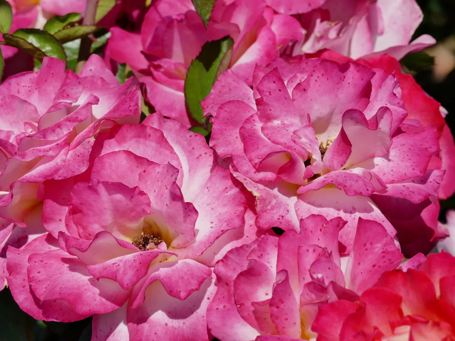 These roses launched my daily practice of joy three years ago!