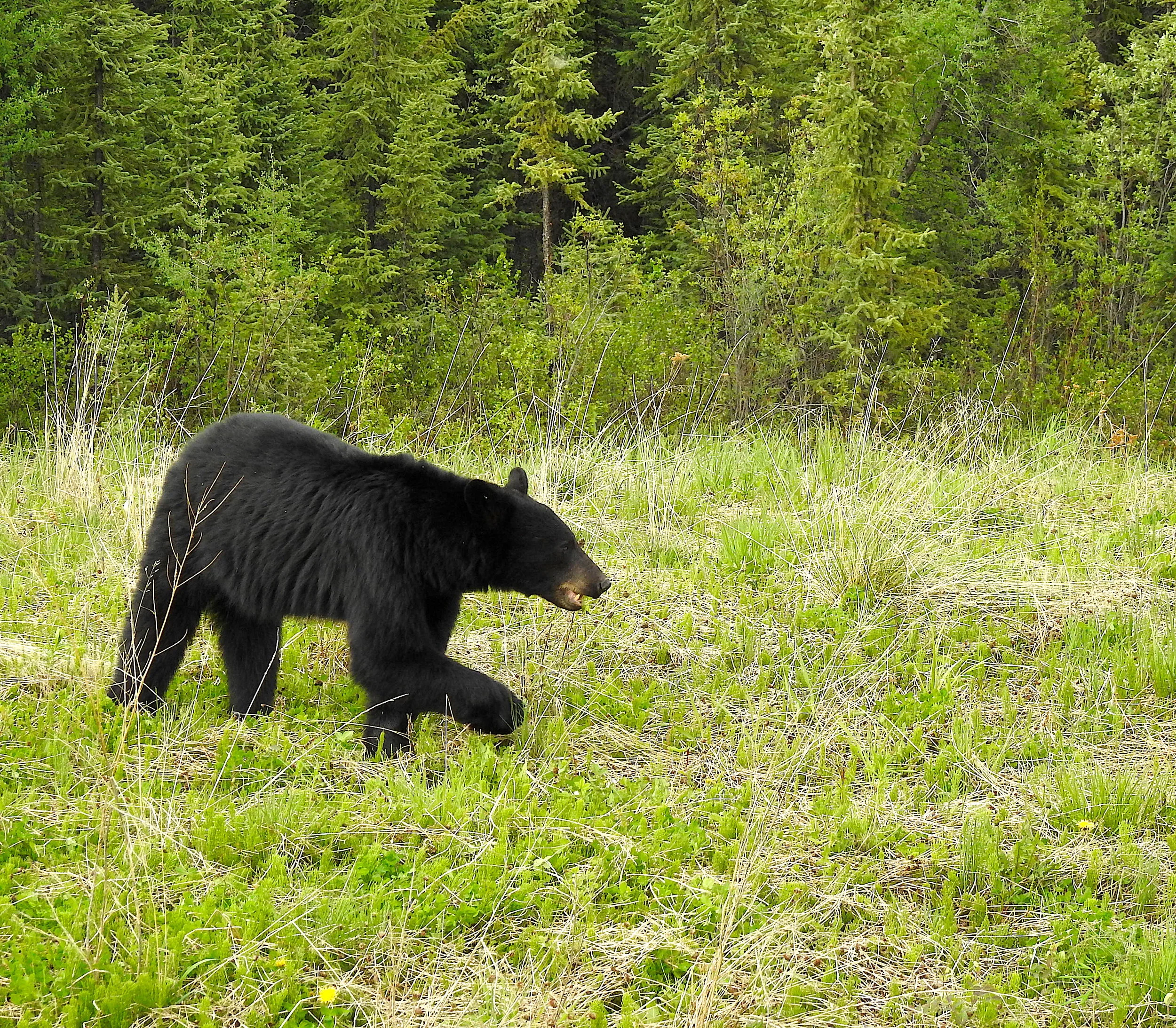 BearingDown.jpeg
