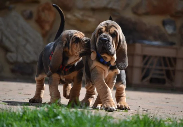 Bloodhound_Puppies-750x522.jpg