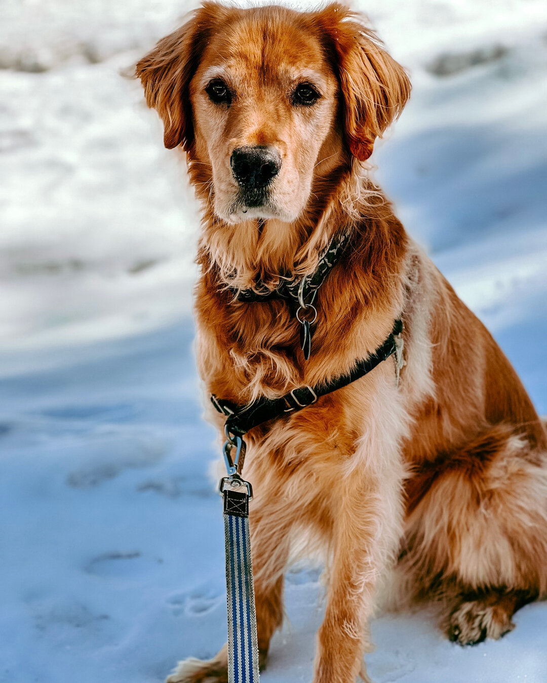 @wallabythegoldie out here living his best life but wishing there was more snow! (Same buddy, same.). 🤍🤍🤍​​​​​​​​
​​​​​​​​
.​​​​​​​​
.​​​​​​​​
.​​​​​​​​
.​​​​​​​​
.​​​​​​​​
#goldensofinstagram #goldenretrieverpuppies #goldenretrieversofinstagram #