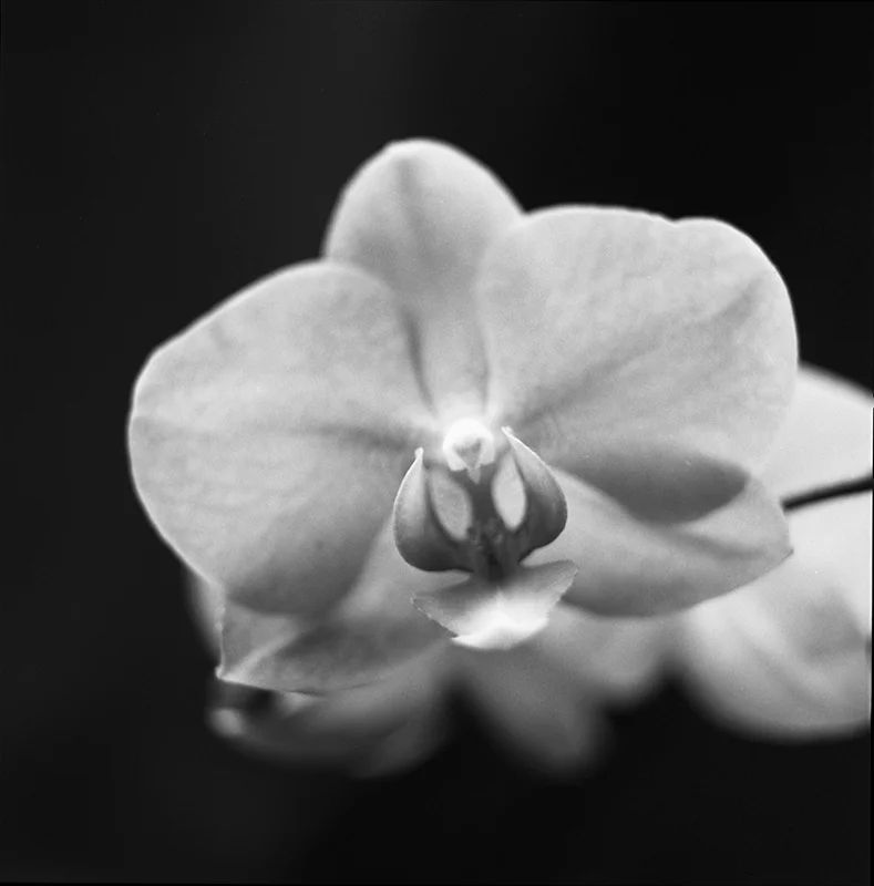 NEG. 4564_5.jpg