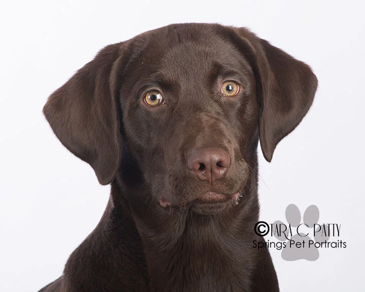 Keep your dog safely at home during fireworks season.