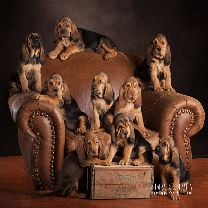 Blood hound puppy pictures by Colorado Springs best dog photographer