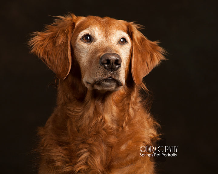 Golden retriever dog photos in Colorado Springs