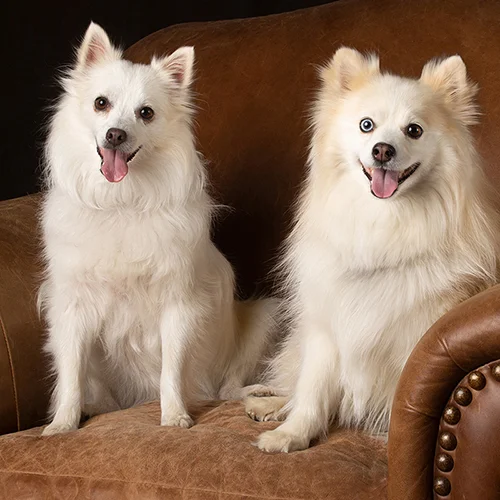 Porter DOgs.jpg