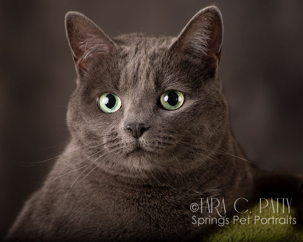 Russian-blue-cat-photos-in-Colorado-Springs.jpg