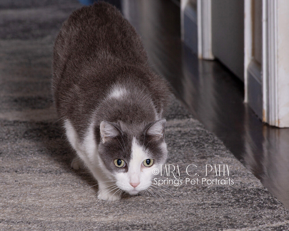 Cat-portraits-at-home-in-Colorado-Springs.jpg