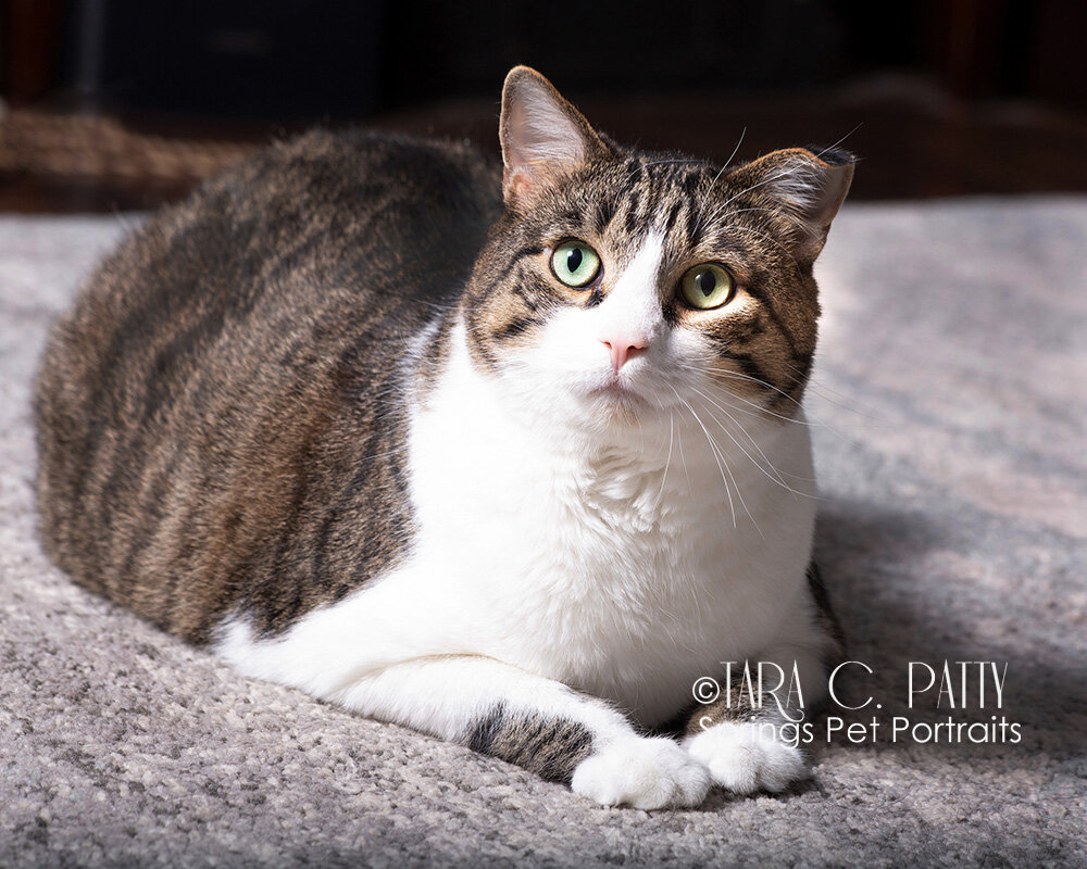 Cat-portraits-for-cat-lovers-in-Colorado-Springs.jpg