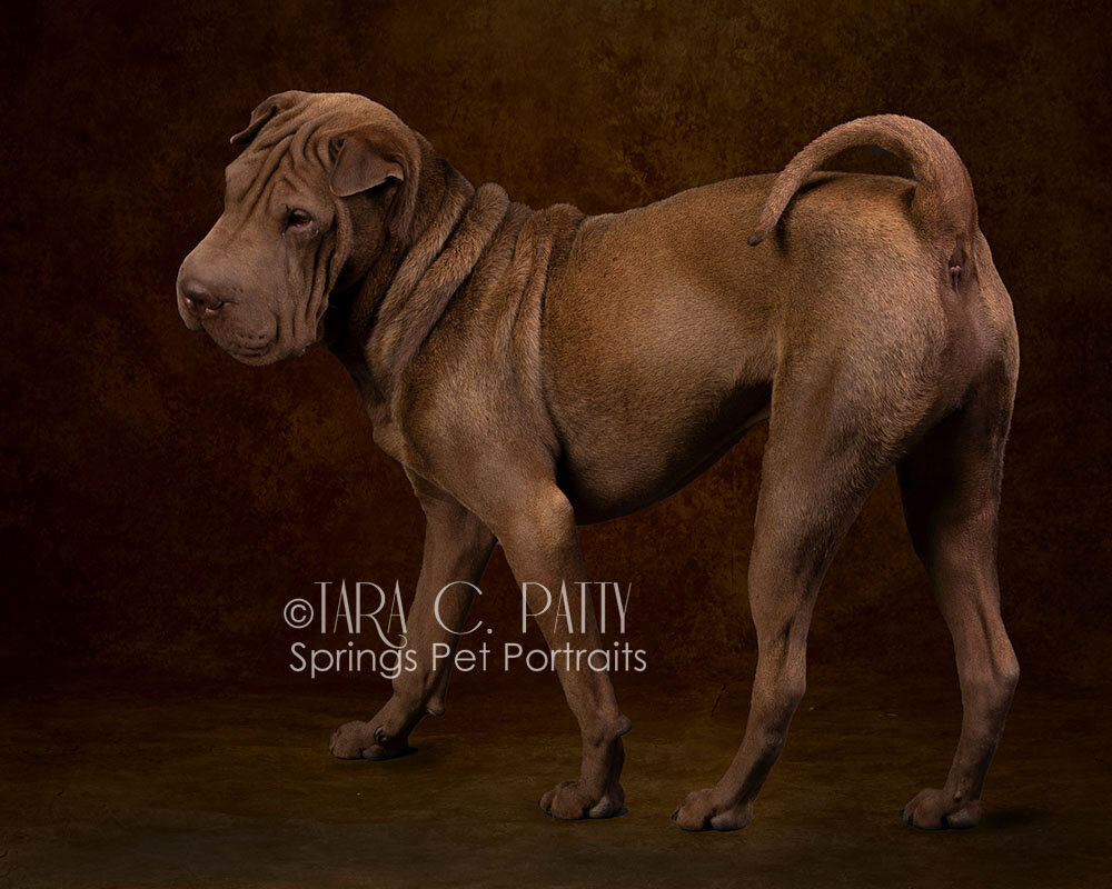 Young-Shar-pei-portrait-Colorado-Springs-best-dog-photographer.jpg