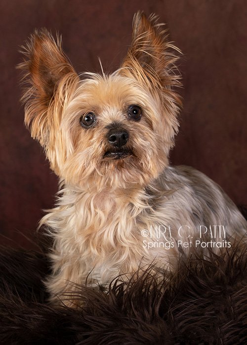 Yorkie-dog-portrait-photos-in-Colorado-Springs.jpg