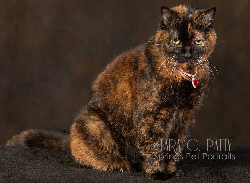 cat-photography-in-studio-in-Colorado-Springs.jpg