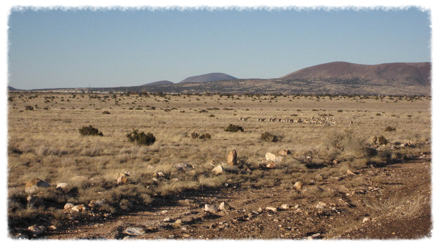 Antelope to the east (Diablo Trust archives)