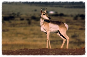 Pronghorn Antelope on a hill (Diablo Trust archives)
