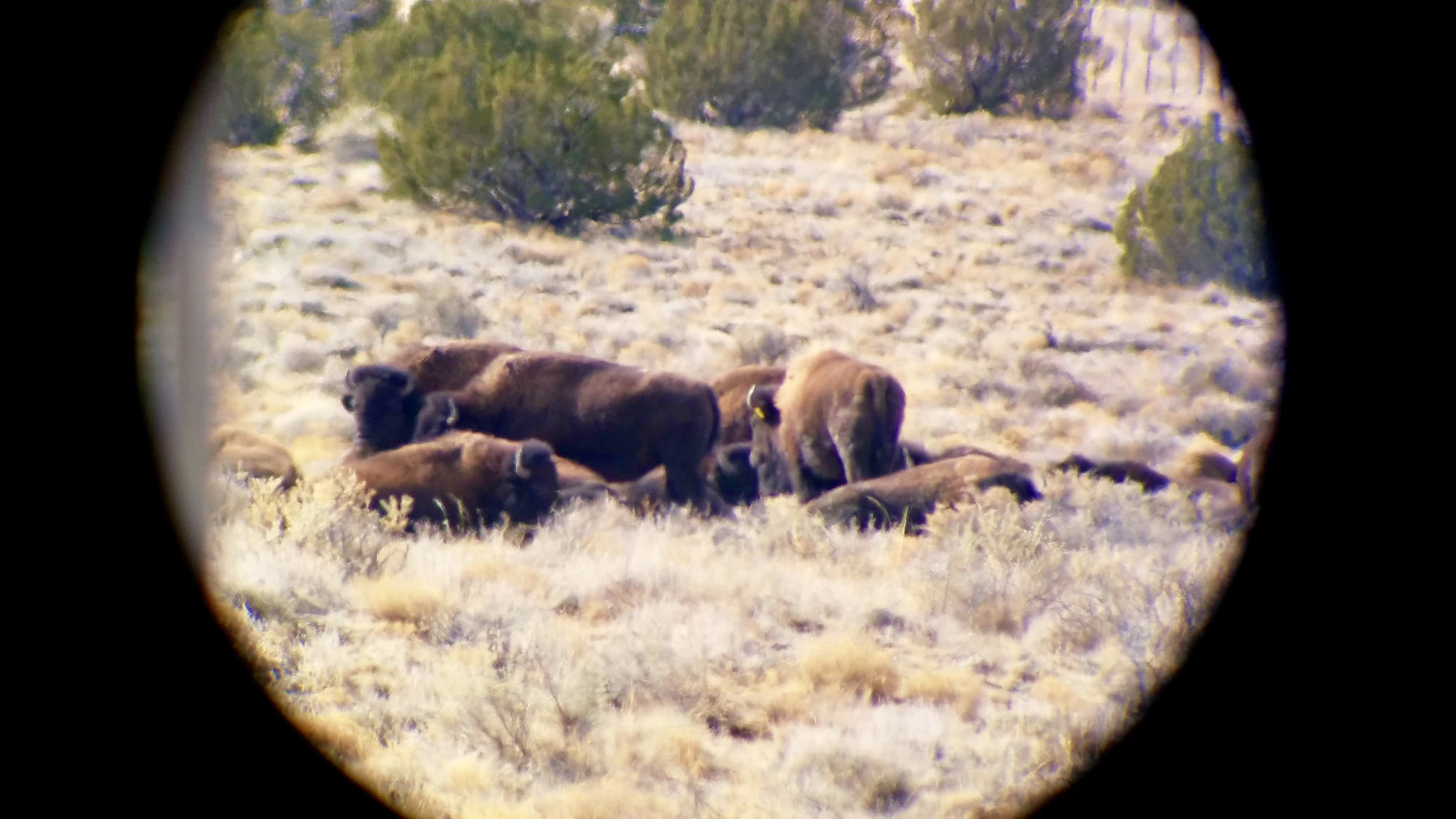 The herd was too far from the fence to see clearly, but with a scope we got a good look!