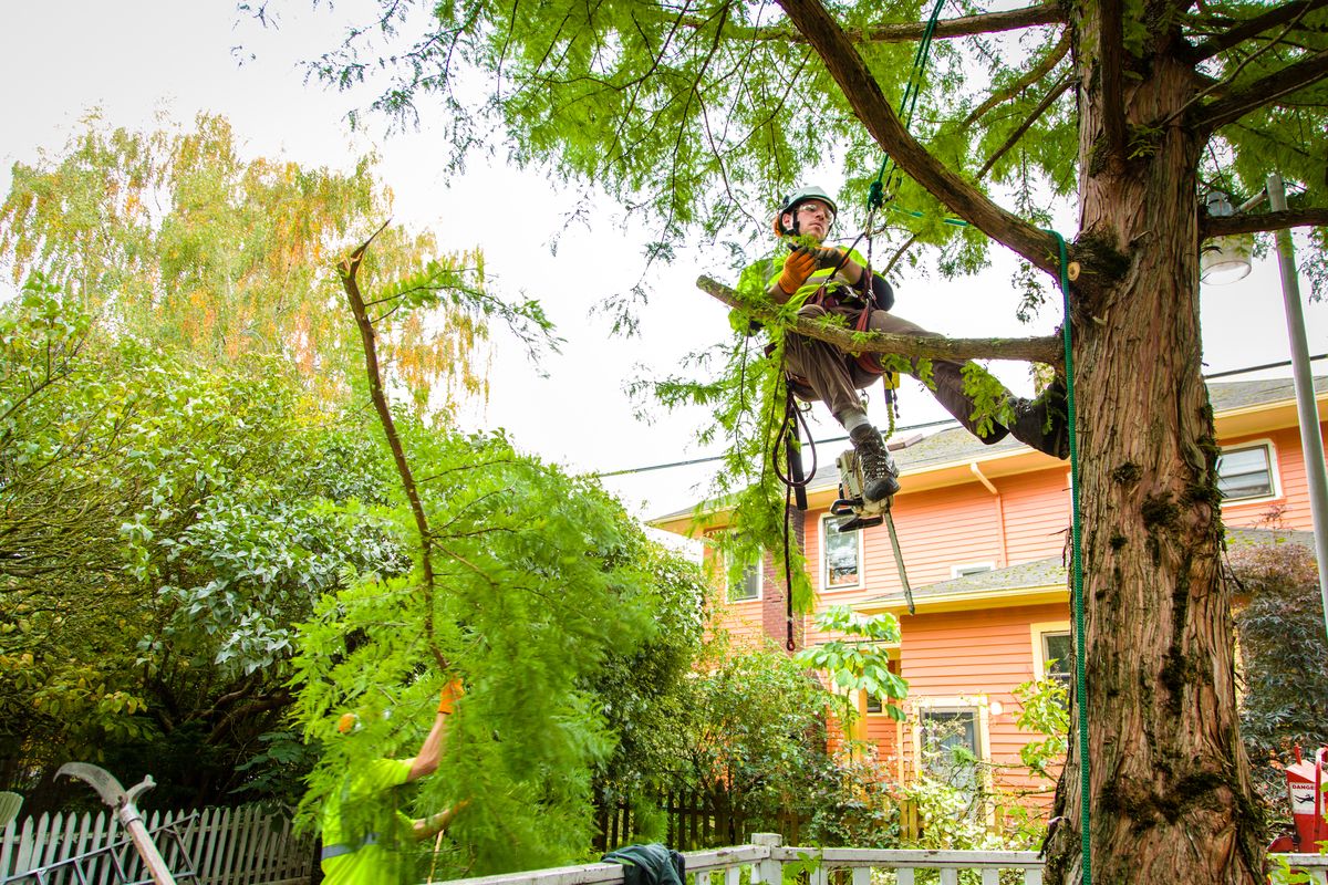 Hudson Tree Removal