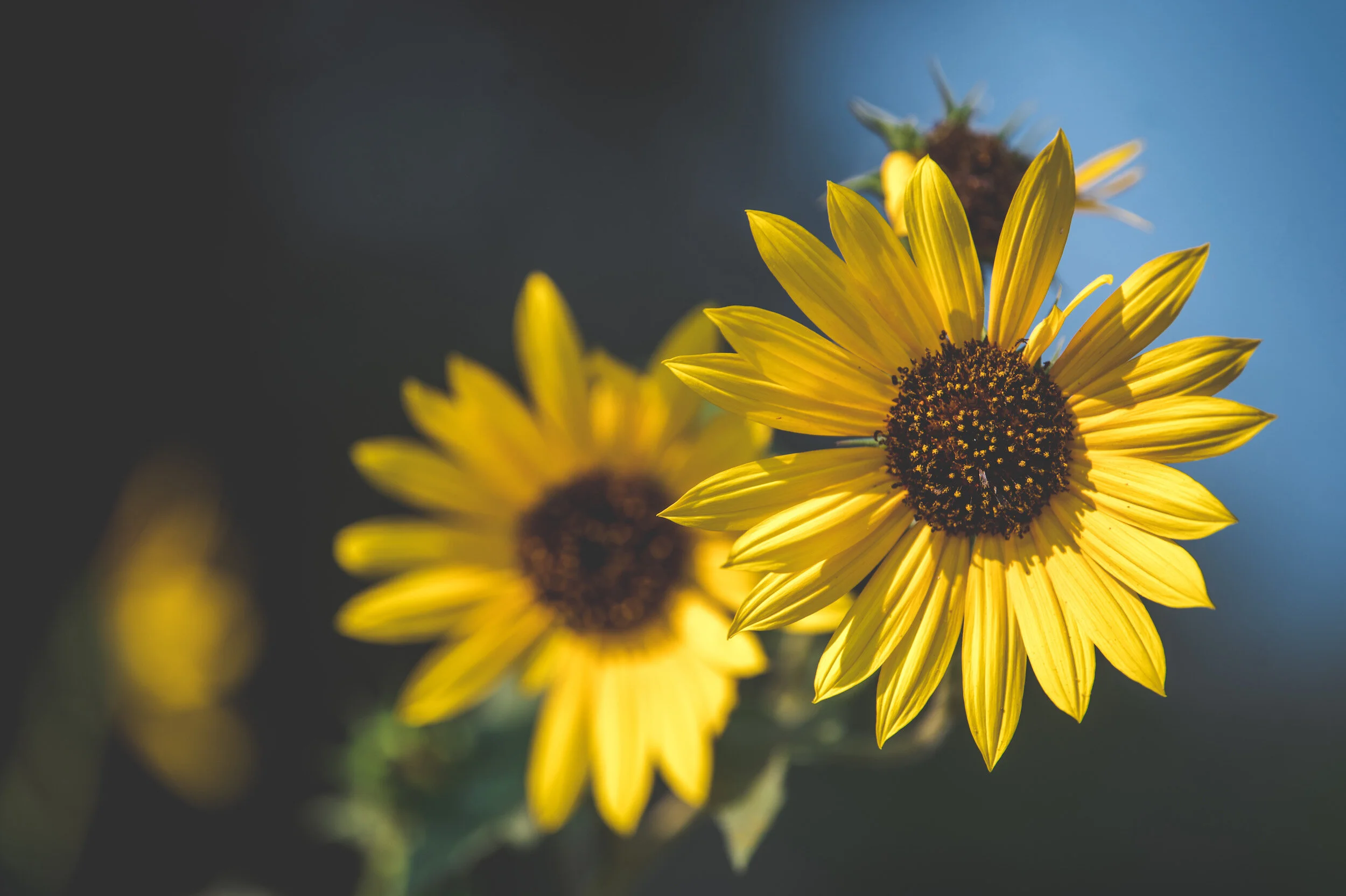 Gretna Sanitation: Landfill, Recycling, Yard Material Service of the