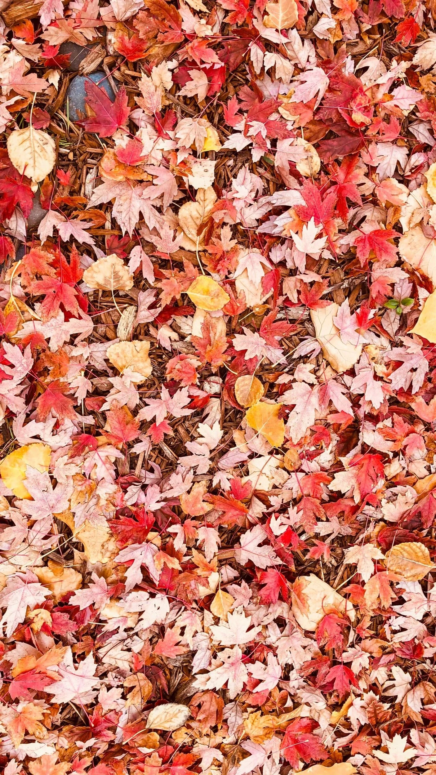 Fall leaves collected for curbside yard waste and composting pickup service by Gretna Sanitation, serving residential customers in Papillion, Gretna, and Sarpy County NE.
