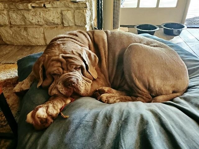 Snoozing Spartacus just dreaming about finding a forever home😴😴 #neapolitanmastiff #fosterdog #austinpetsalive #adoptme #dogsofinstagram