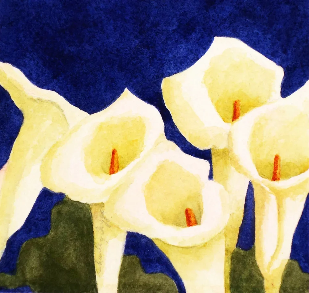 Calla Lilies