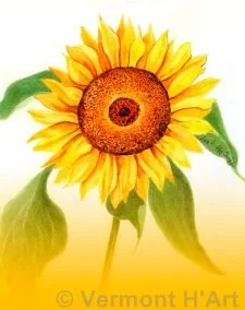 F-9509 | Sunflower