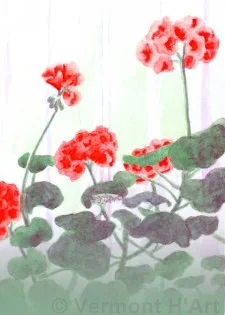 F-9511 | Geraniums