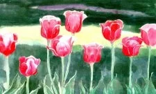 F-9513 | Tulips