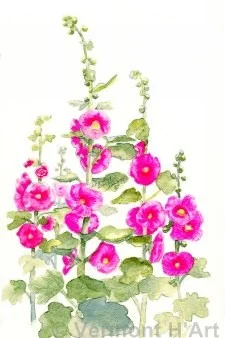 F-9522 | Pink Hollyhocks