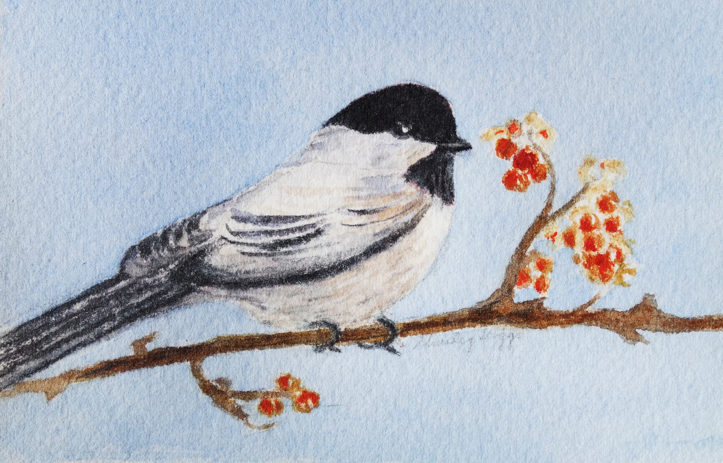 Chickadee.jpg