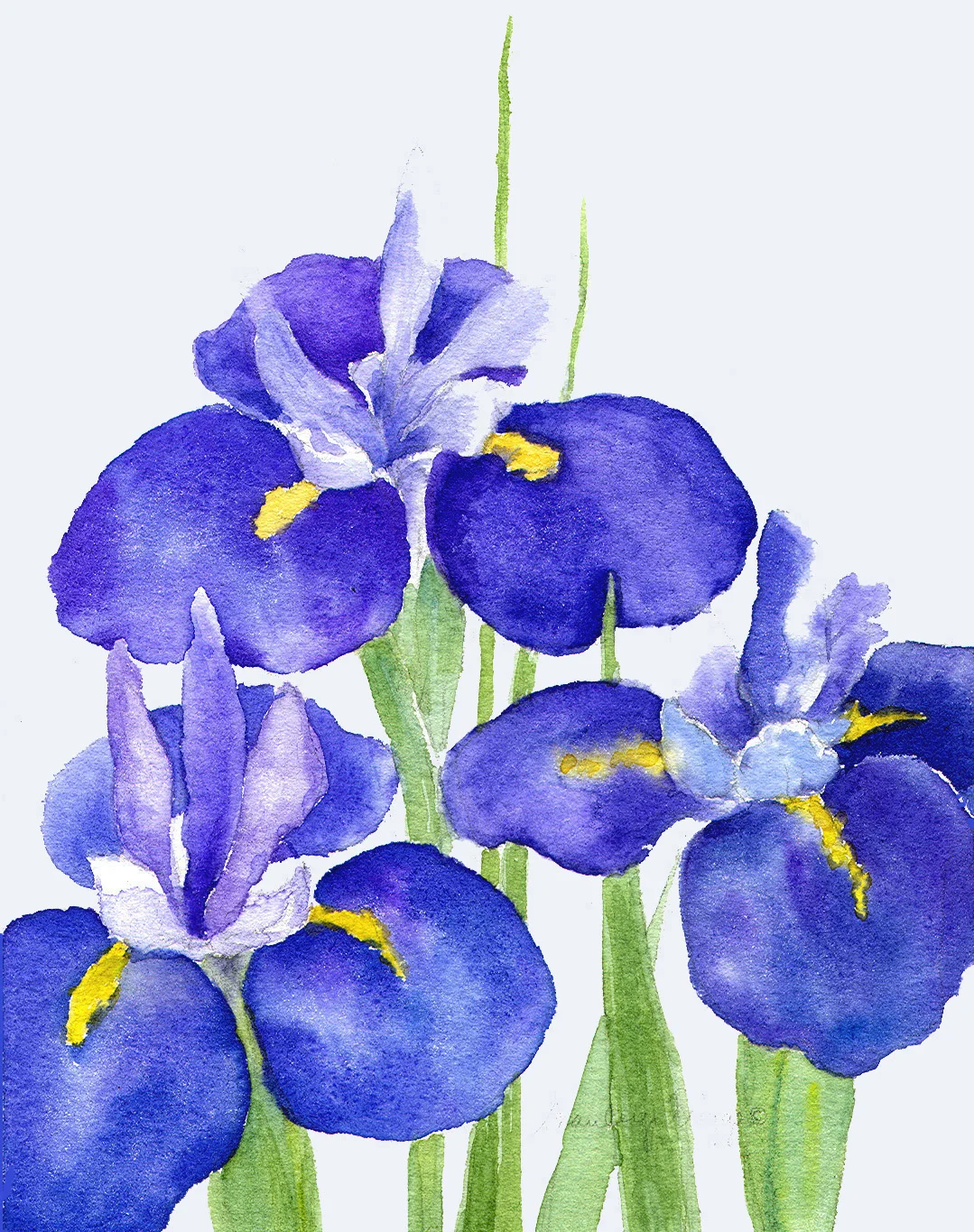 Irises 2011  3_edited-1.jpg