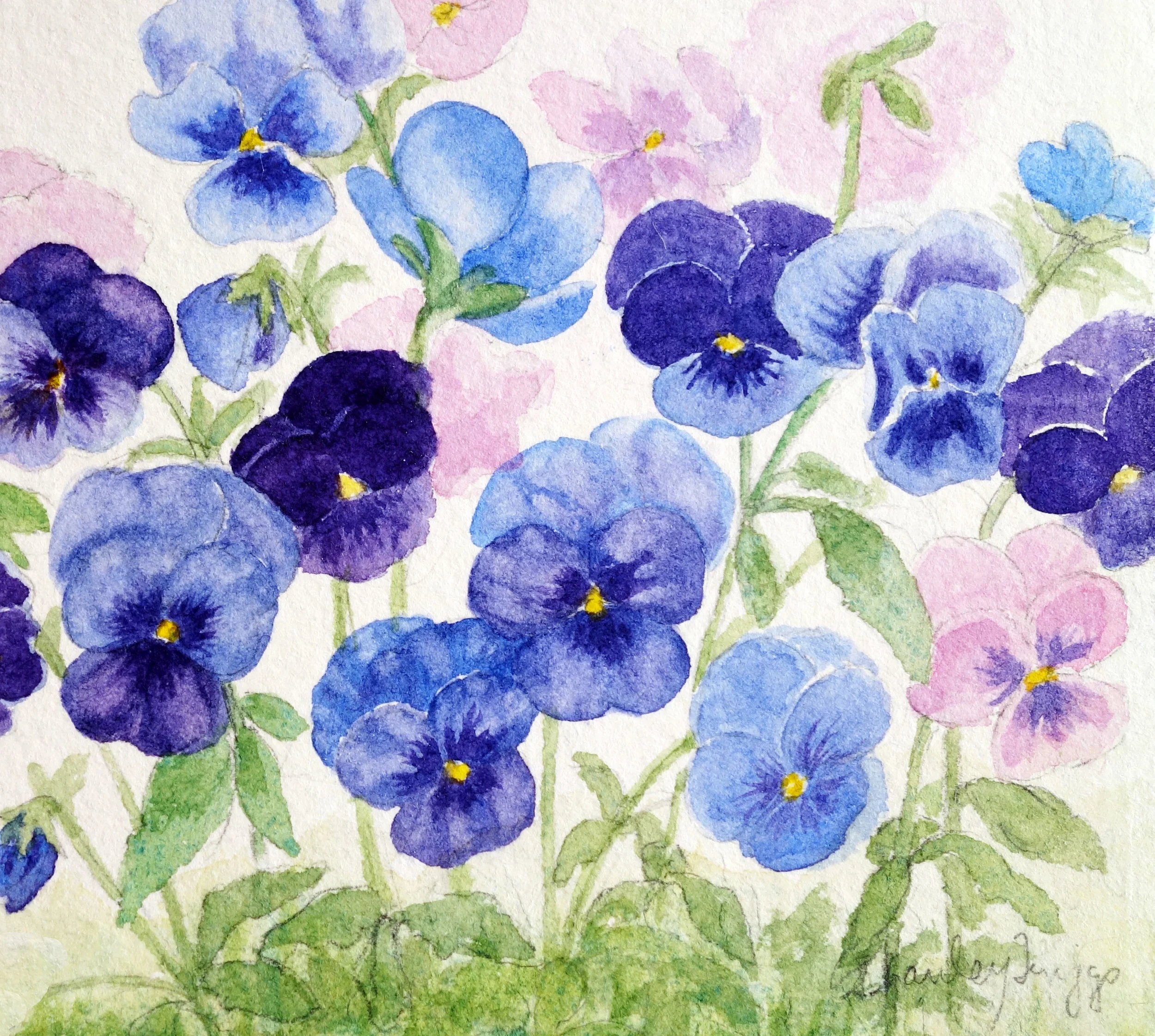 Pansies 2015 copy.jpg