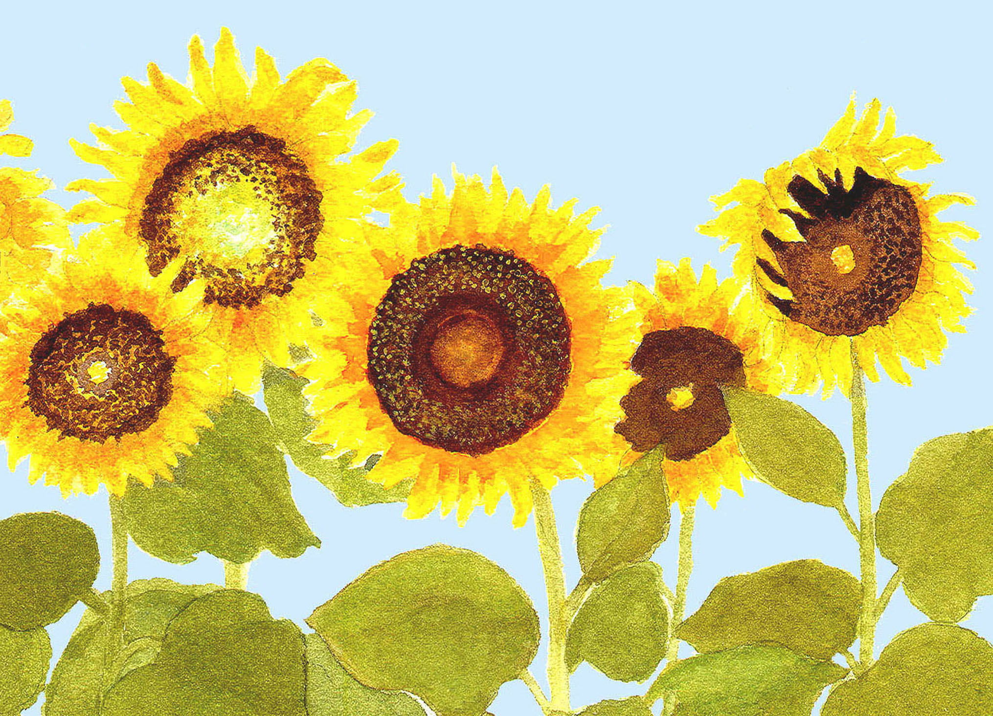 sunflowers 2011 in row.jpg