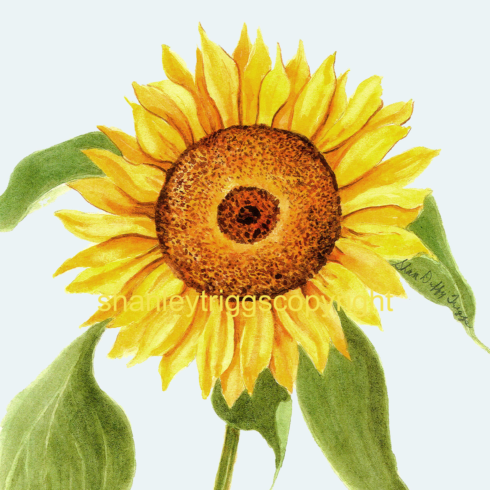 sunflower web-1.jpg
