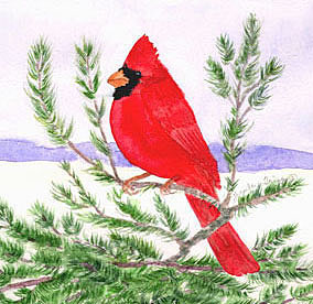 cardinal- B-9545 copy_edited-1.jpg