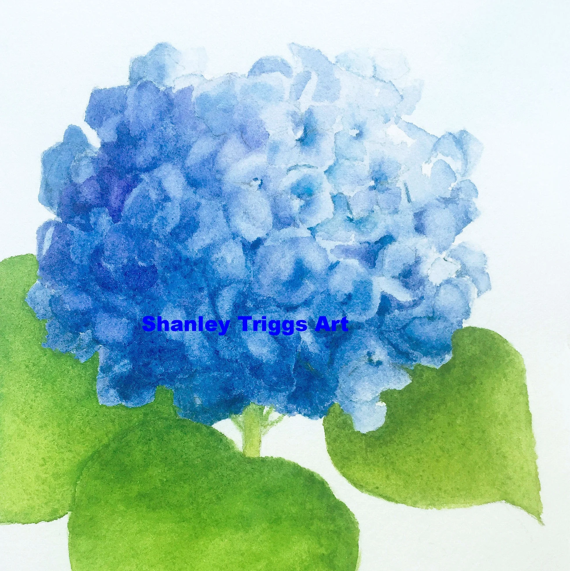 F-9808 Hydrangea