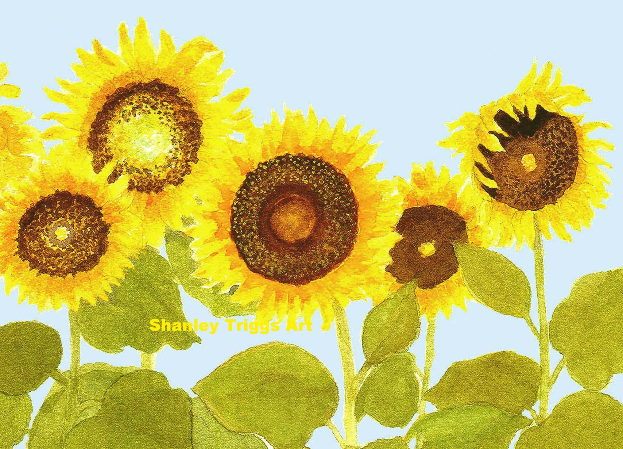 F-9671 Sunflowers in Row