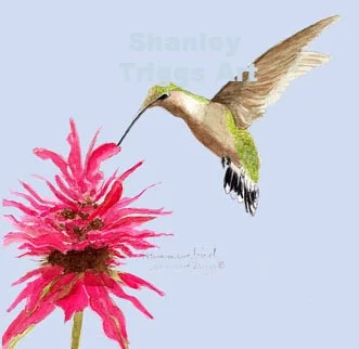 hummingbird-w4x4.jpg