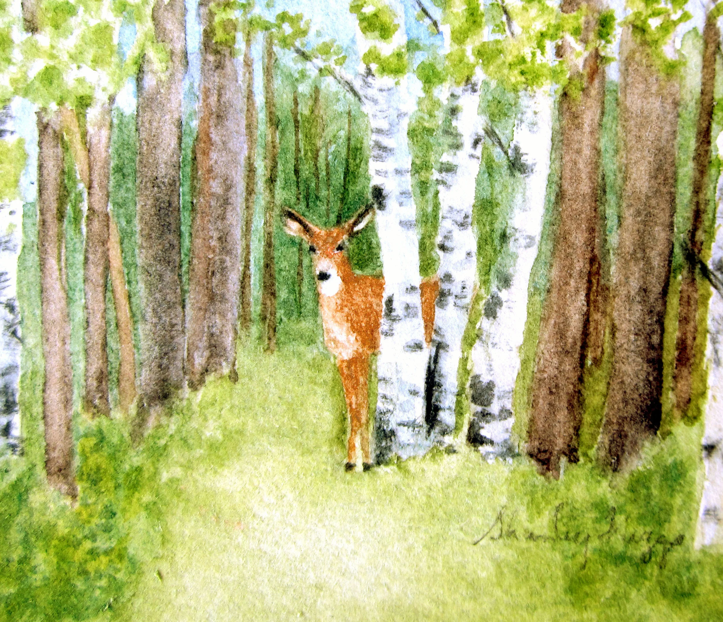 V-9839 deer.jpg