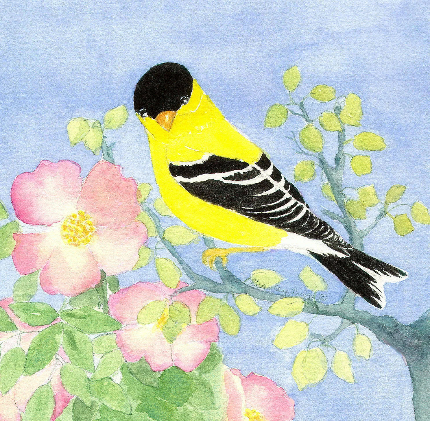 B- 9544 Goldfinch _edited-1.jpg