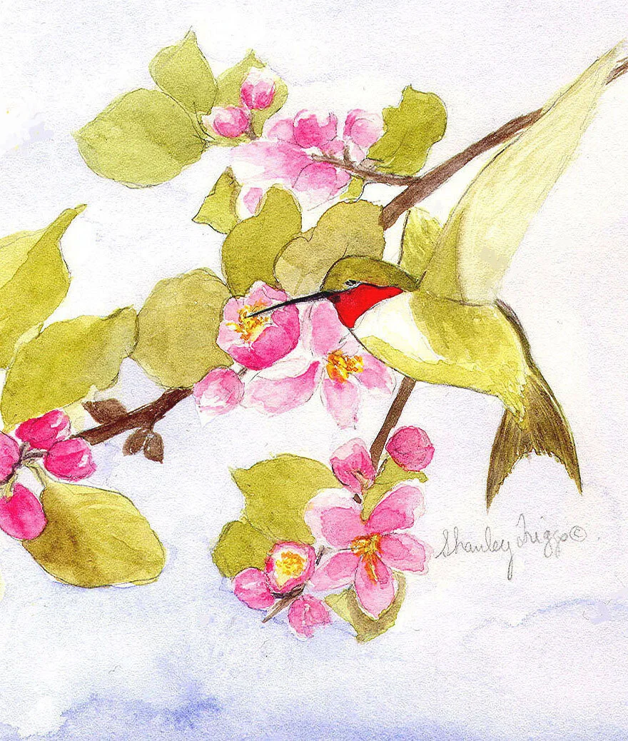 B-9623 5x7 Hummingbird .jpg