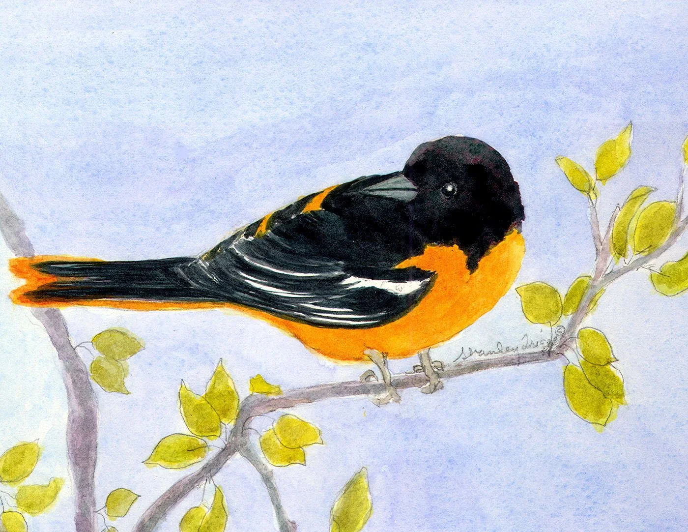 Baltimore Oriole - B-9549 card.jpg