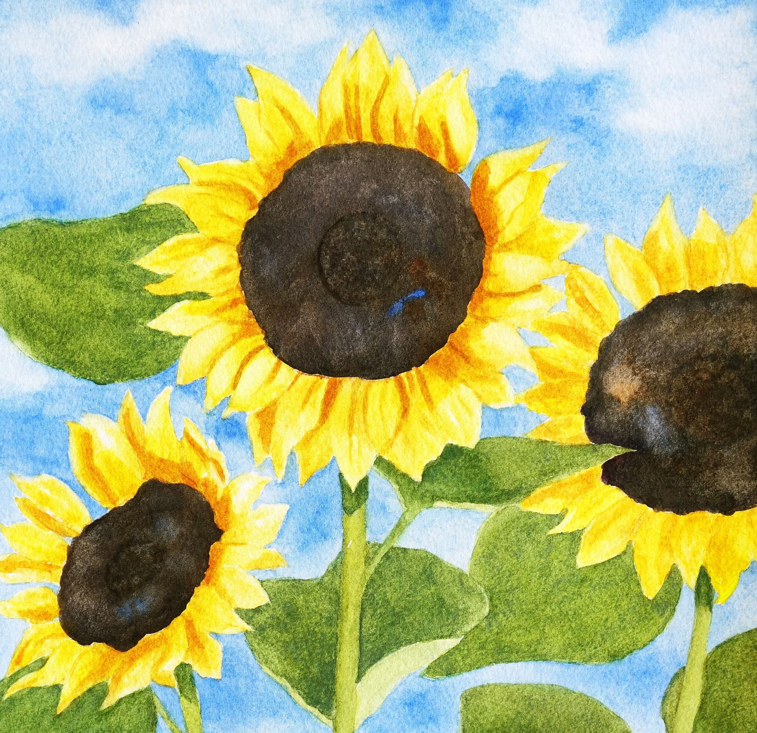 Sunflowers Against Sky