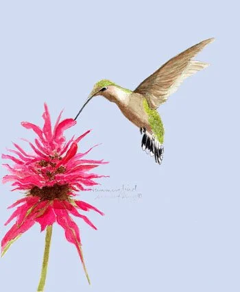 B-9648 5 x 7 hummingbird.jpg