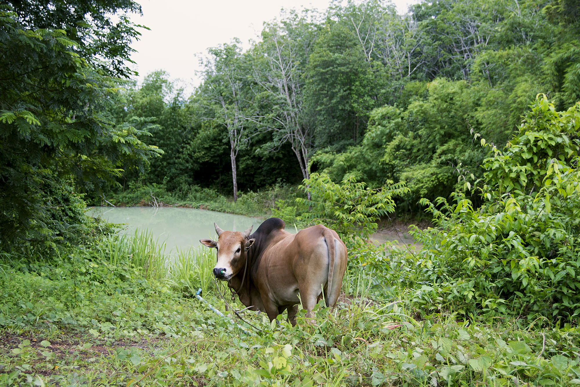 Cow.jpg